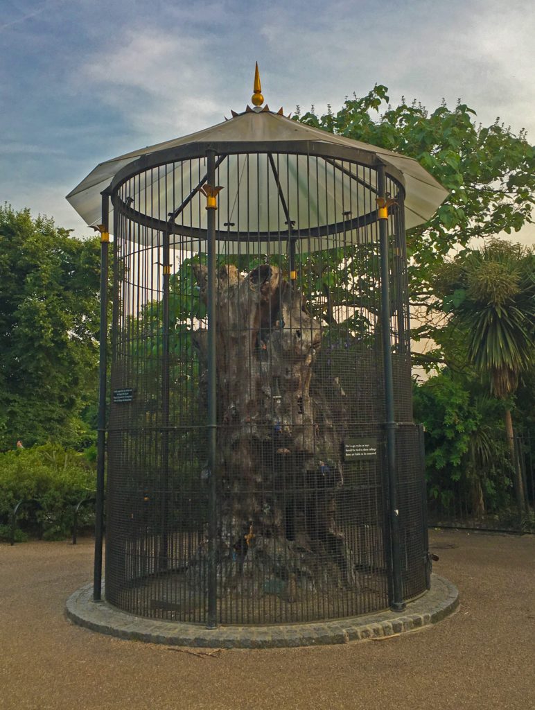 The elfin oak in Kensington Gardens