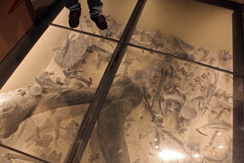 Floor with fossils underneath