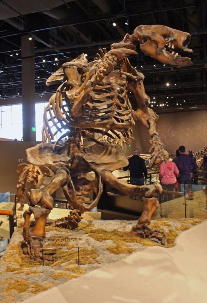 Giant sloth skeleton