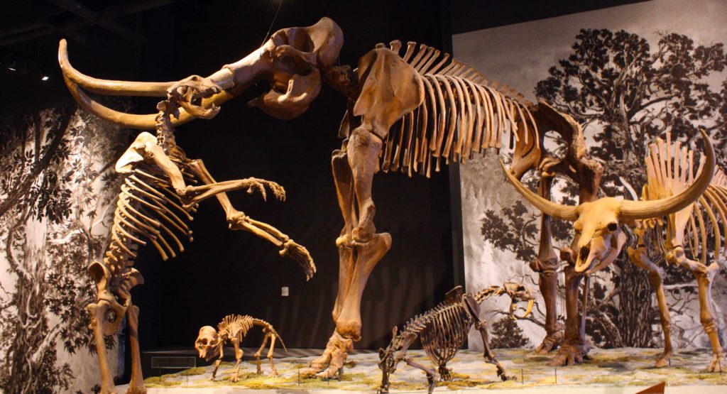 Skeletons in the Natural History Museum of Utah