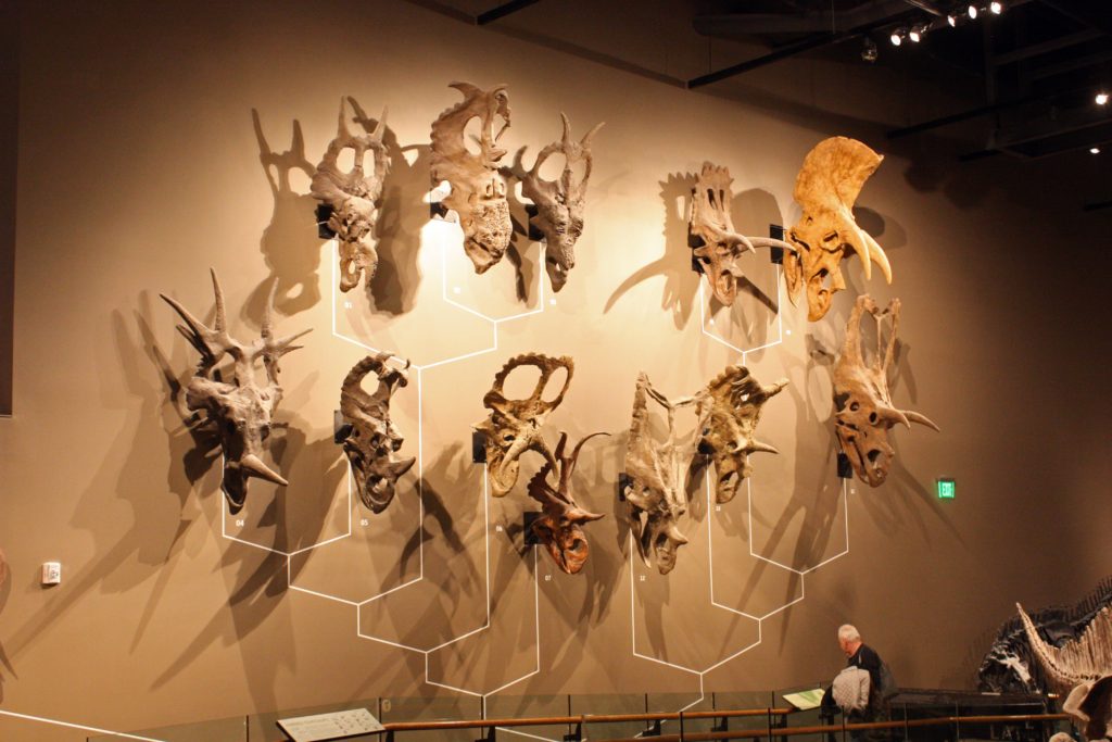 Triceratop skulls at the Natural History Museum of Utah