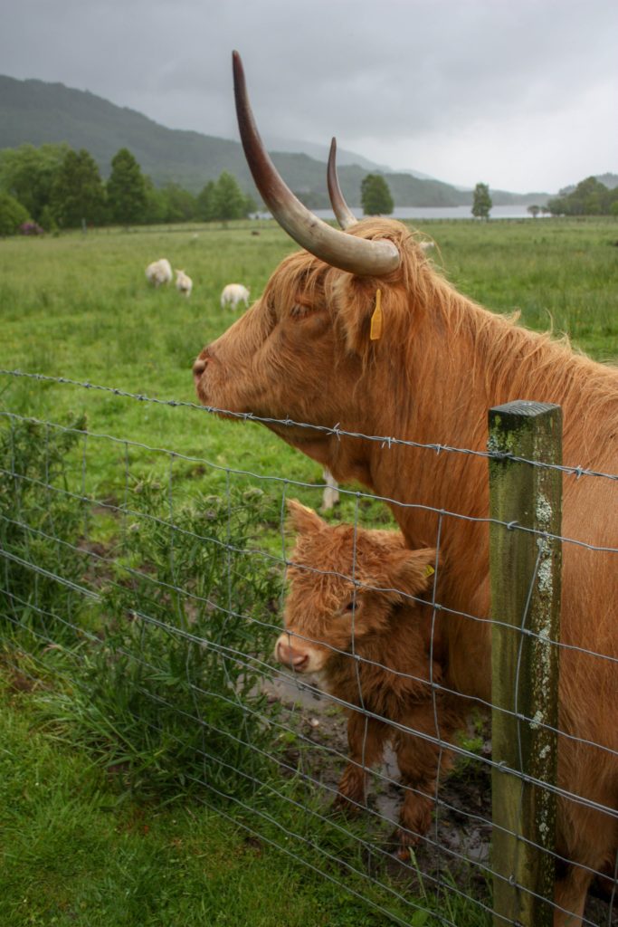 highland cattle wooly coos