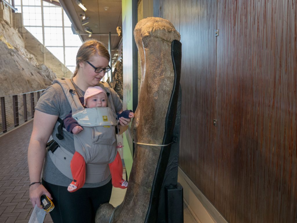 Baby touching a dinosaur bone at the Quarry exhibit hall at dinosaur national monument