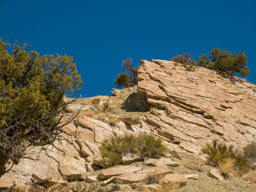 Some rocks and trees at Fossil Discovery Trail at Dinosaur National Monument
