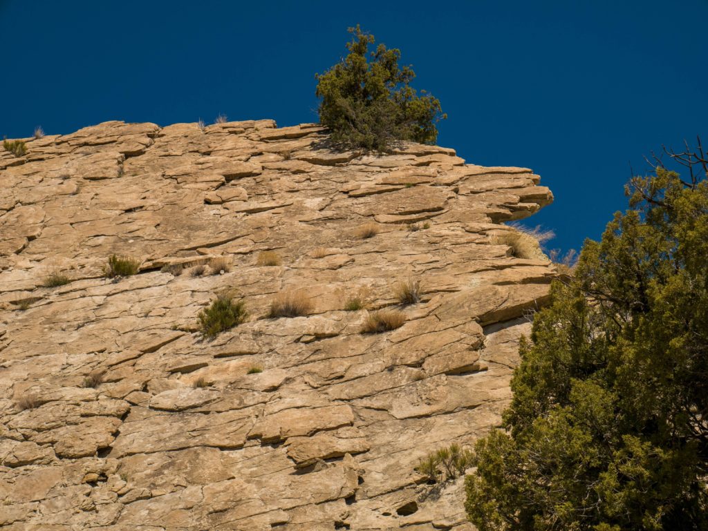 Some rocks and trees at Fossil Discovery Trail at Dinosaur National Monument