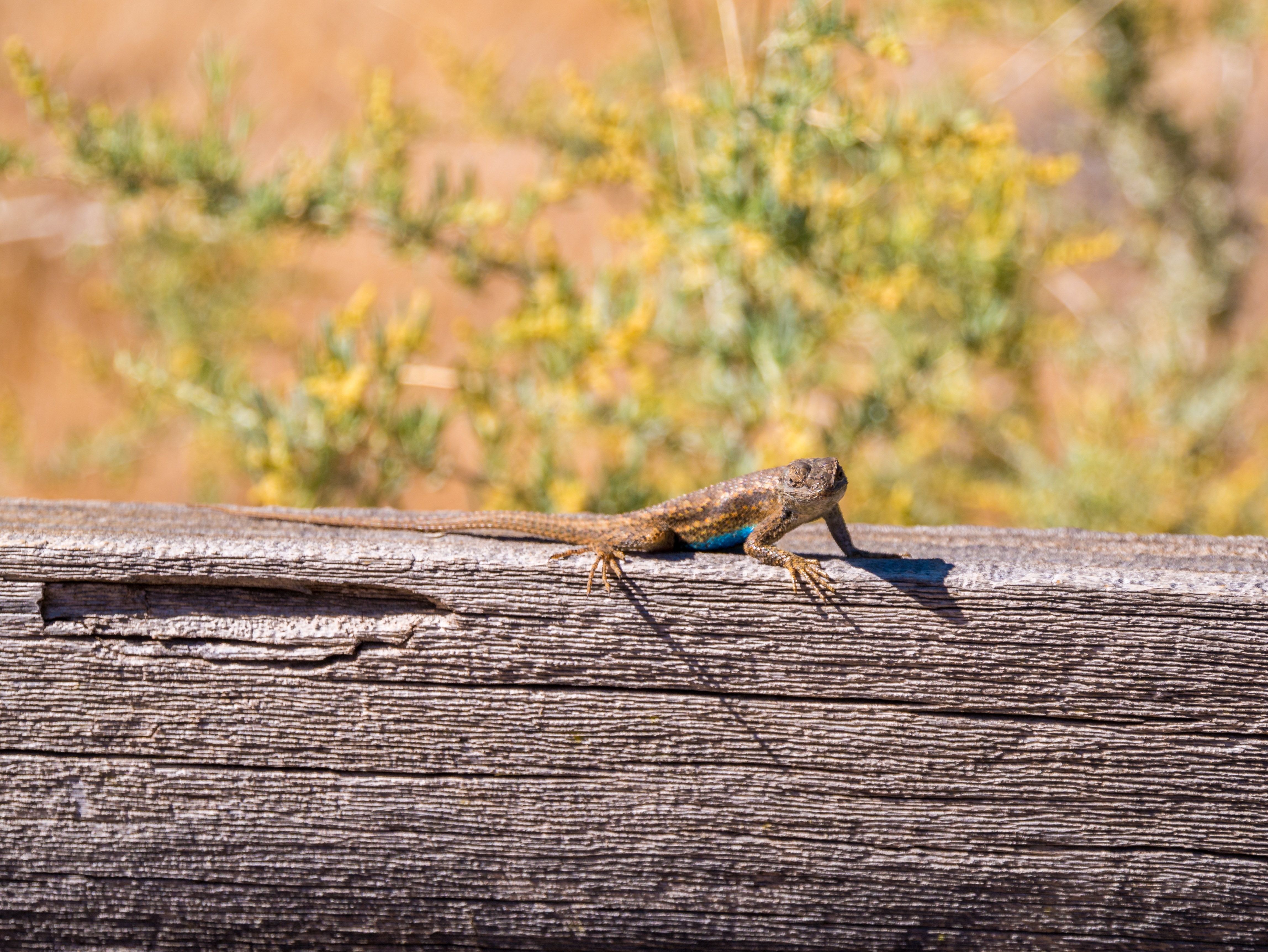 Lizard on a fence along the Pa'rus Trail in Zion National Park