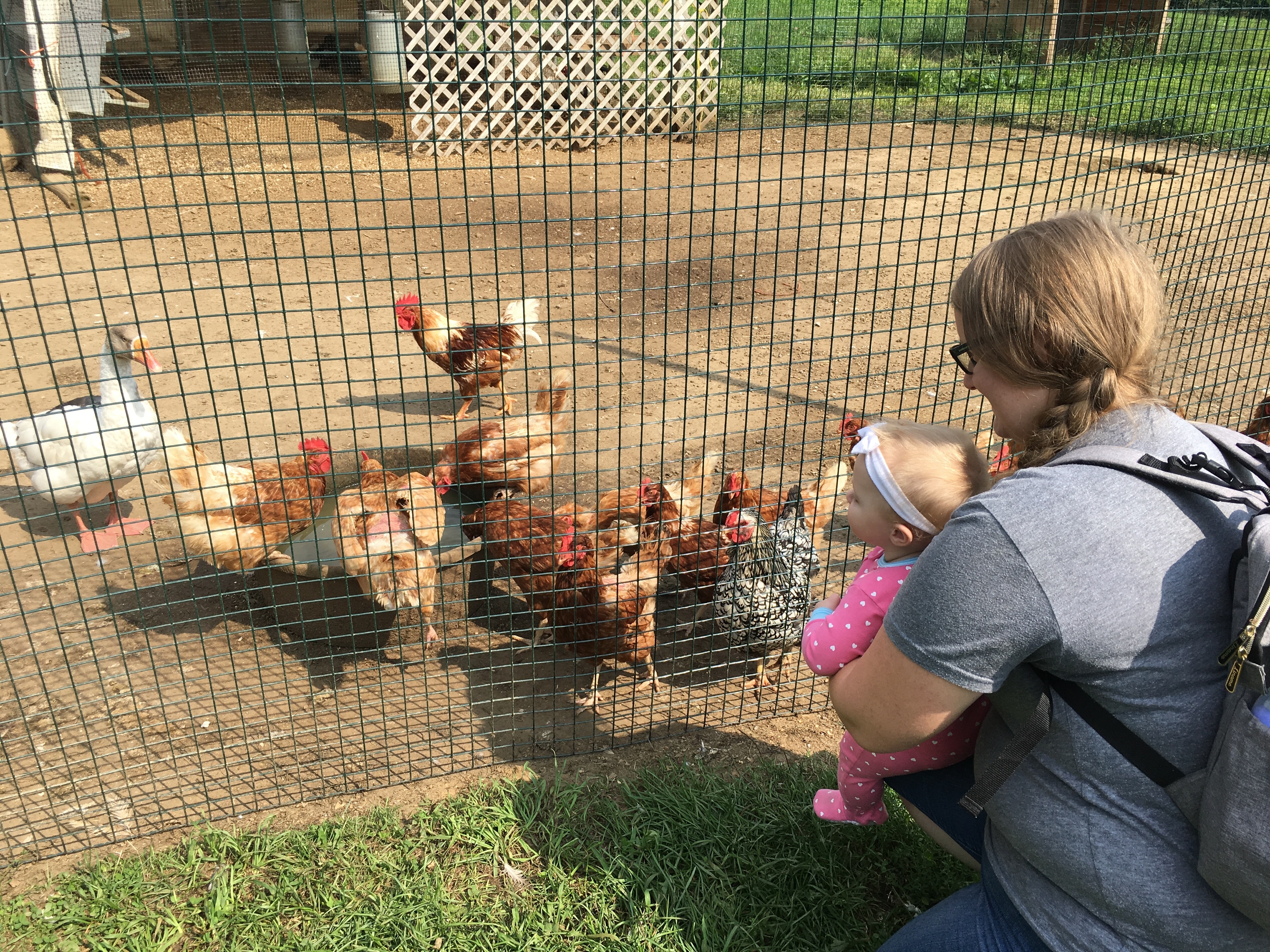Lucy looking at chickens at the Heritage Farm Pancake House