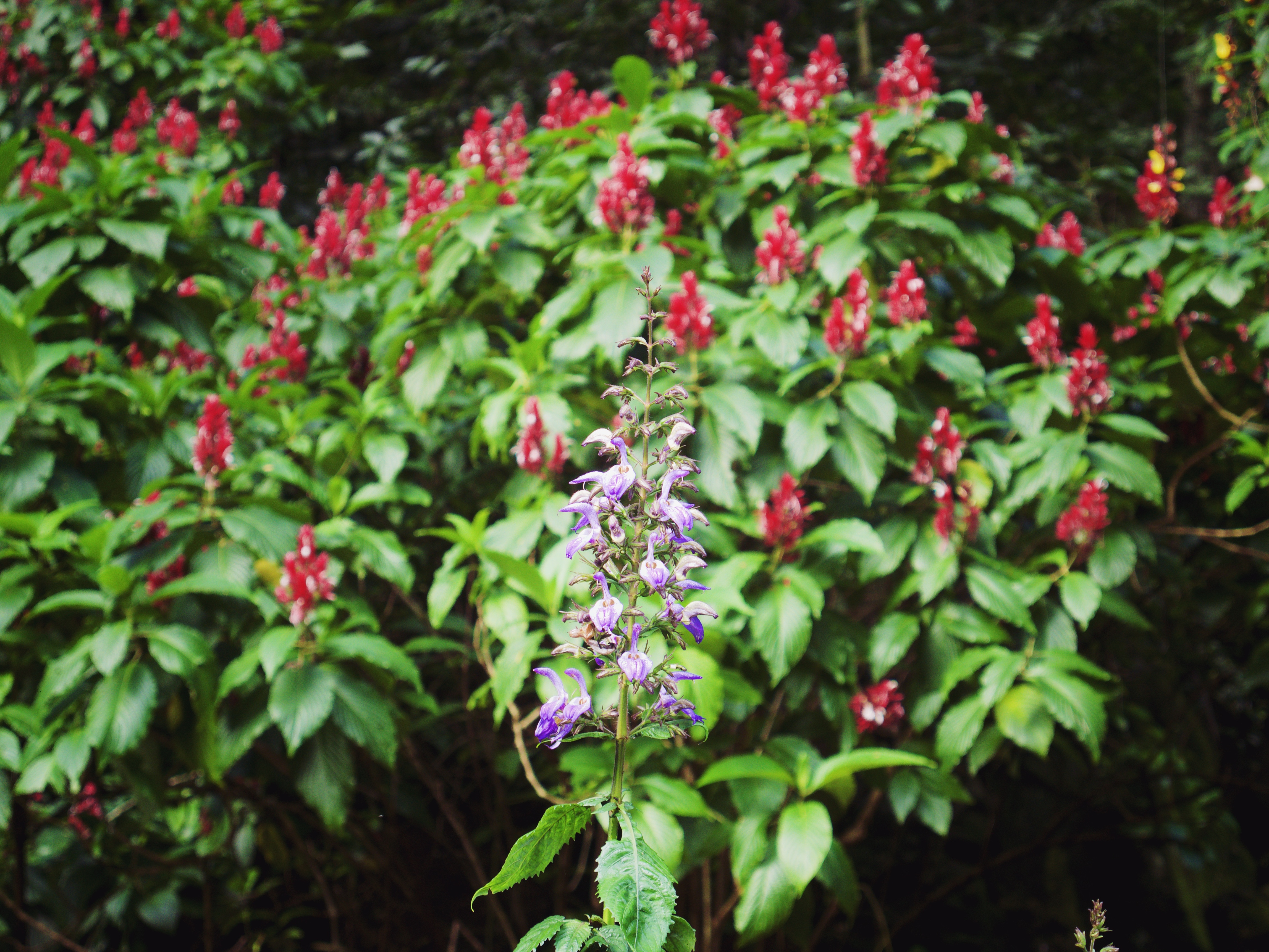 purple and red flowers in Waimea Valley