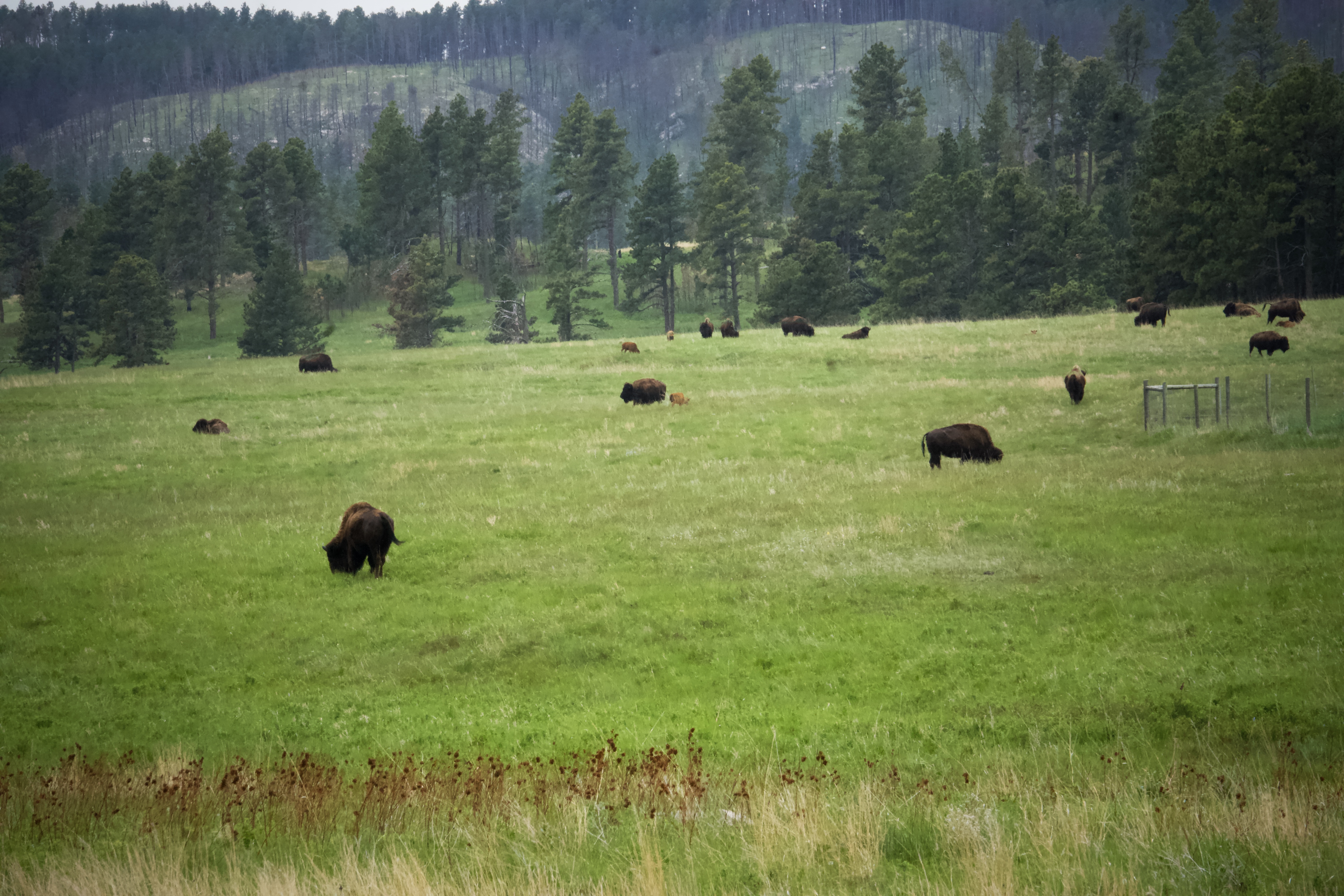 Buffalo herd in a field at Custer State Park