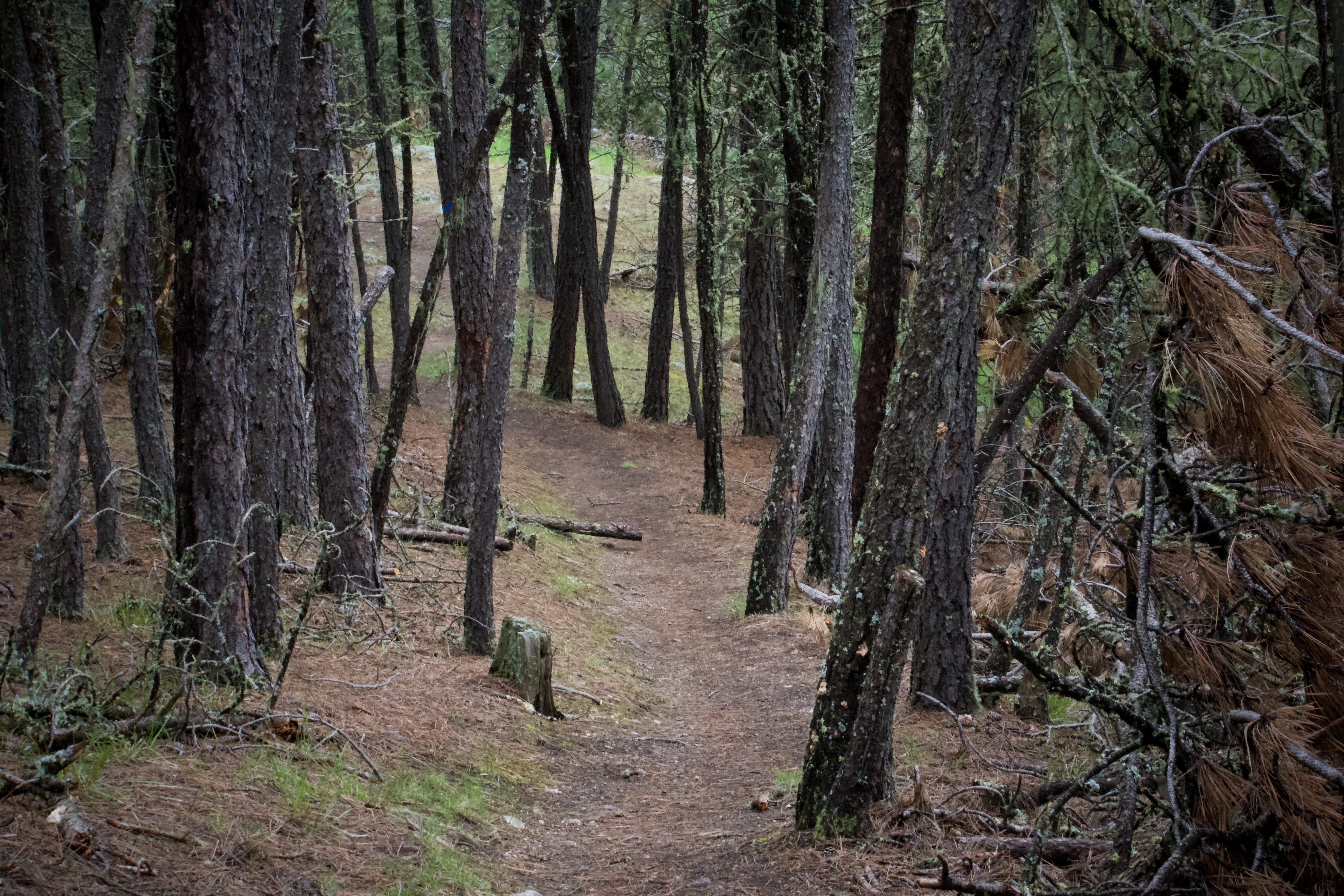 Badger Clark Trail at Custer State Park