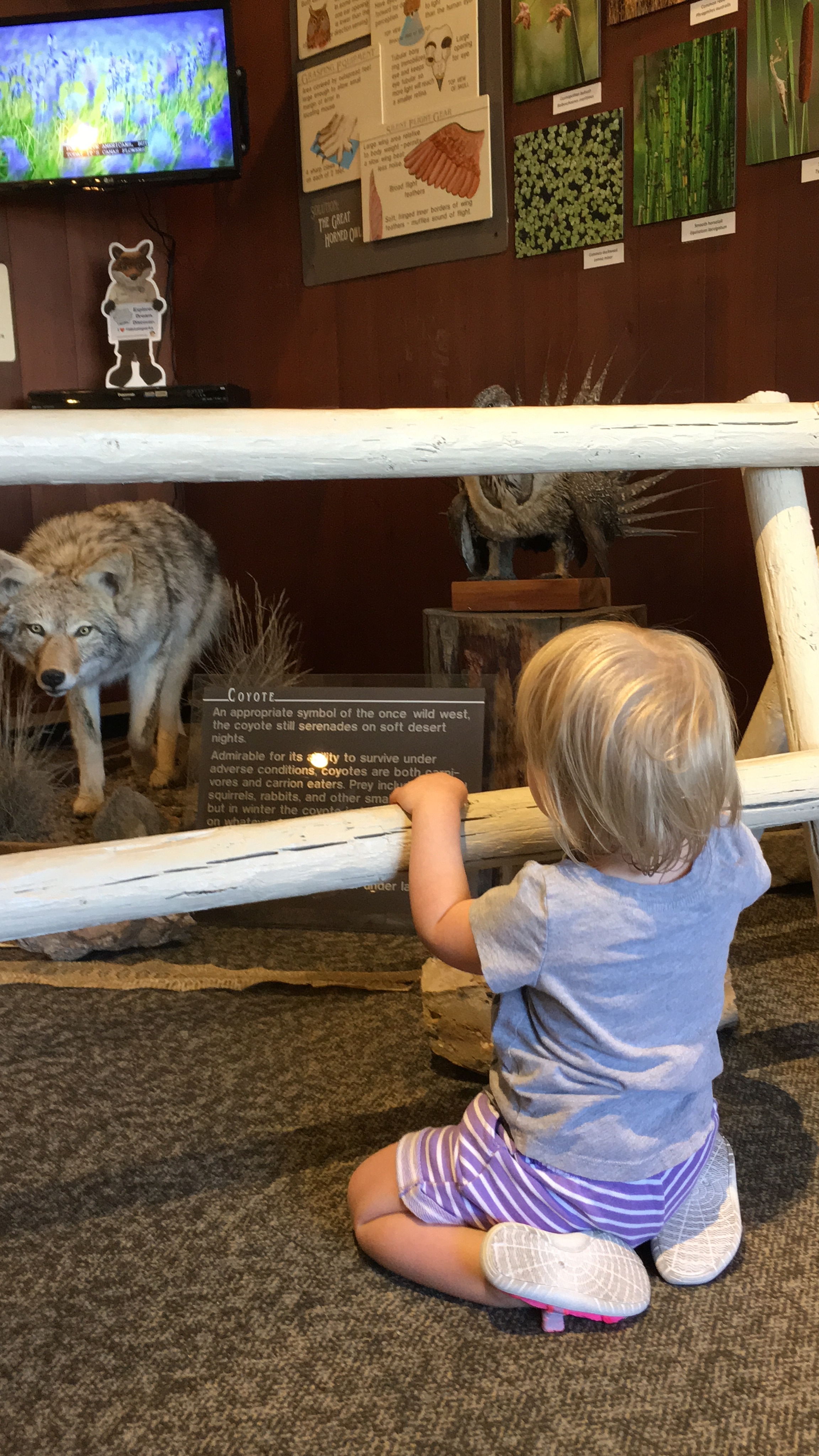 Looking at a coyote display at the Bruneau Dunes visitor center