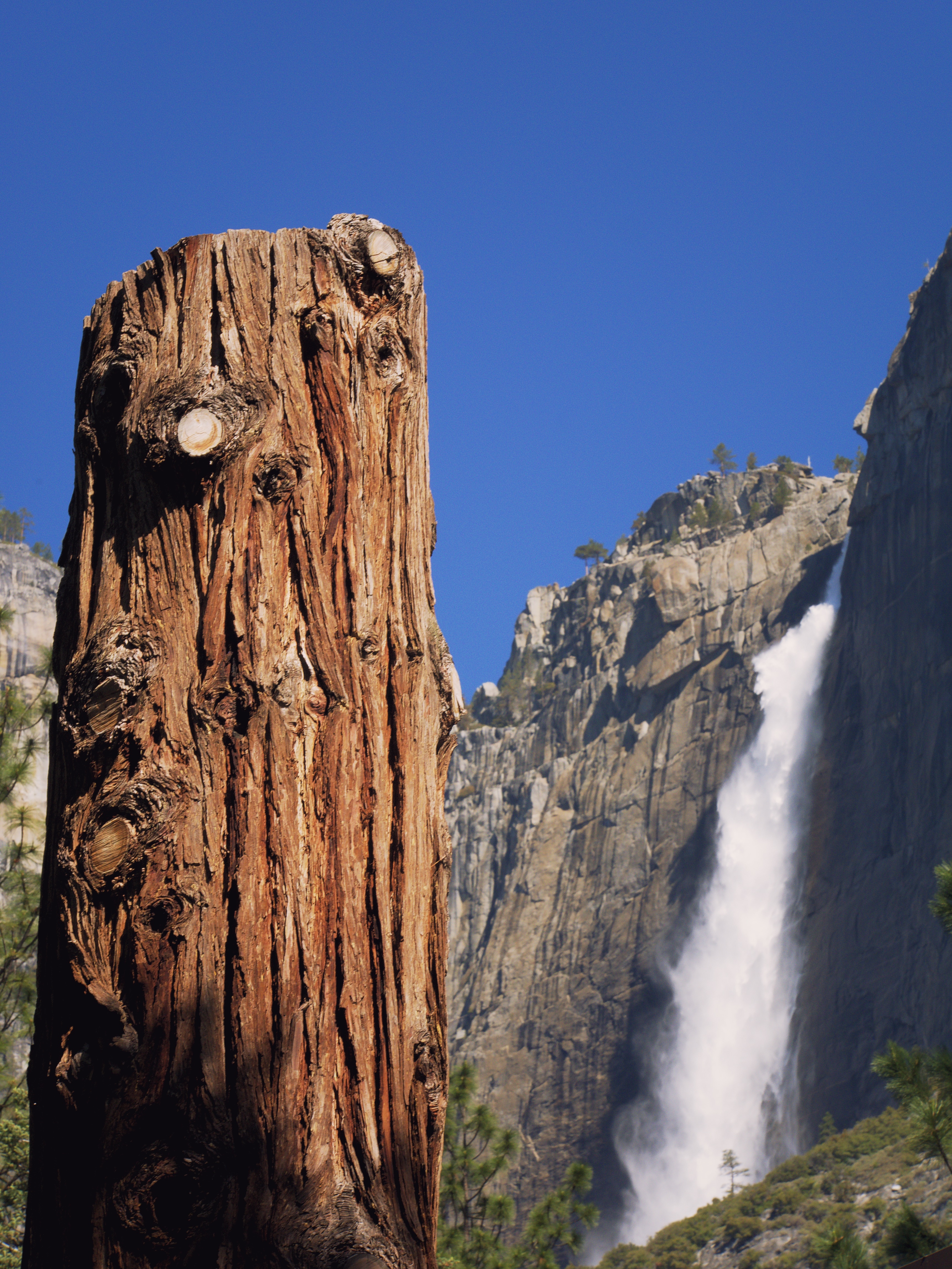 Yosemite Falls framed by a tree