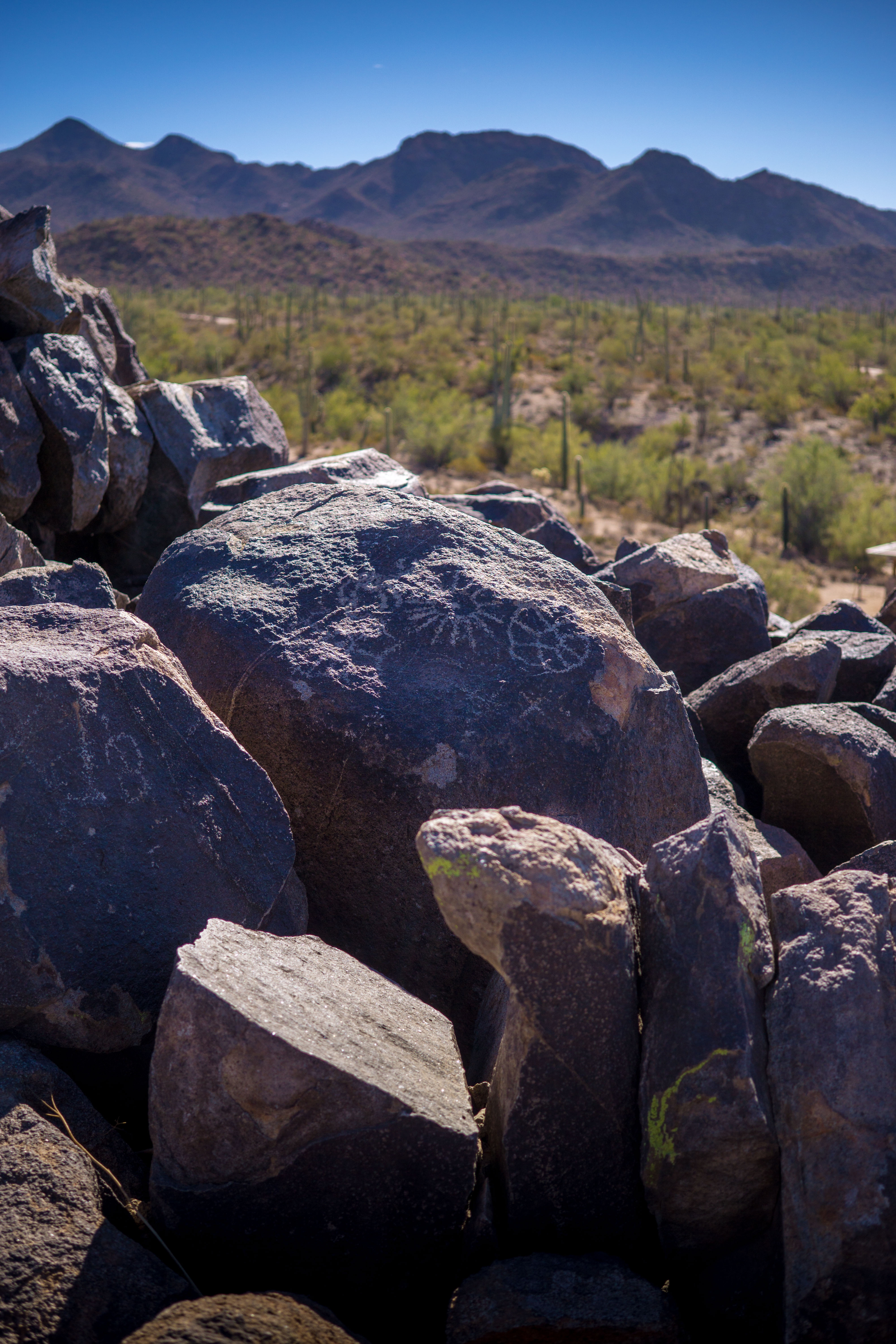 Signal Hill Petroglyphs in Saguaro National Park