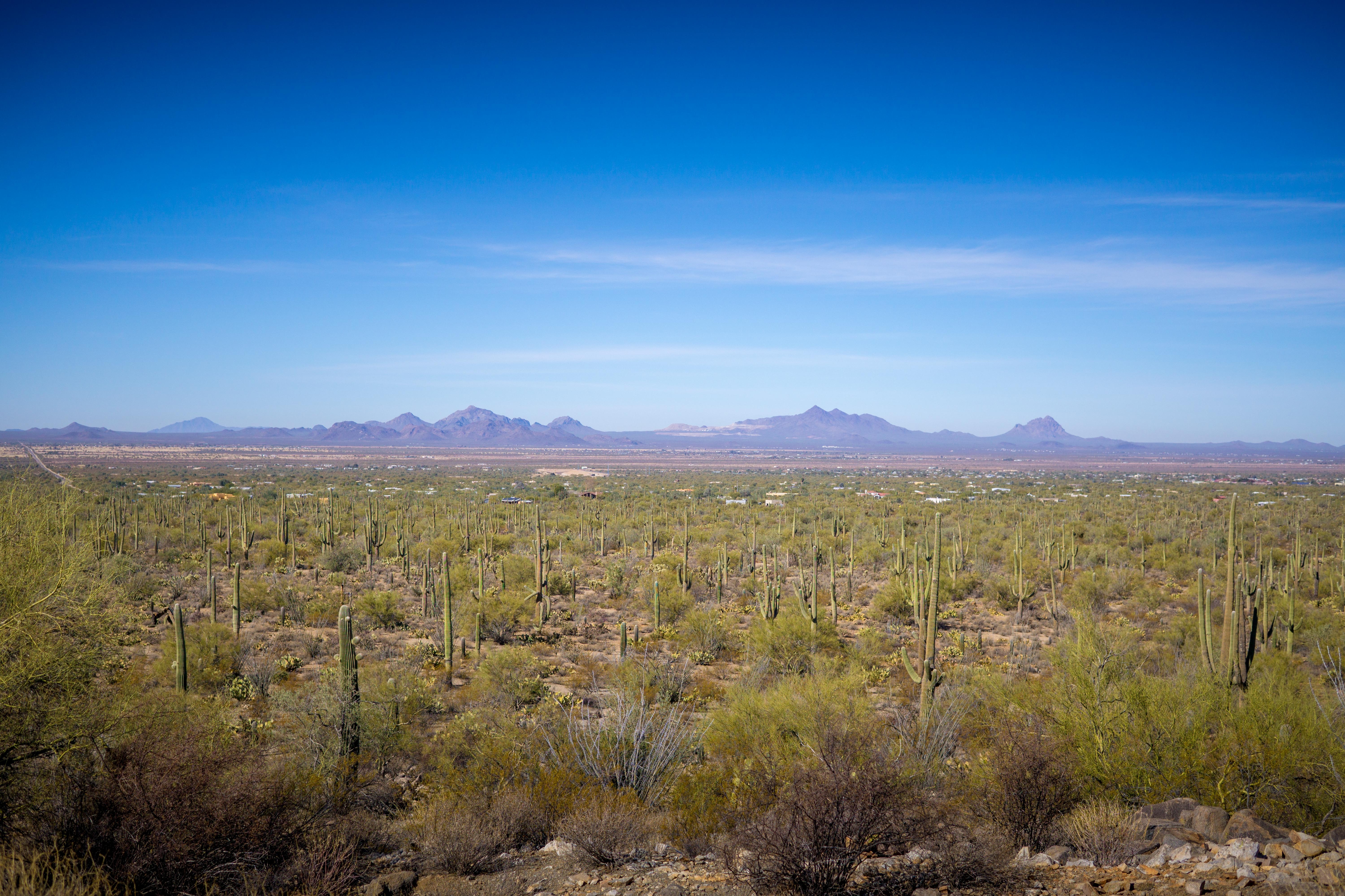 View from Signal Hill in Saguaro National Park