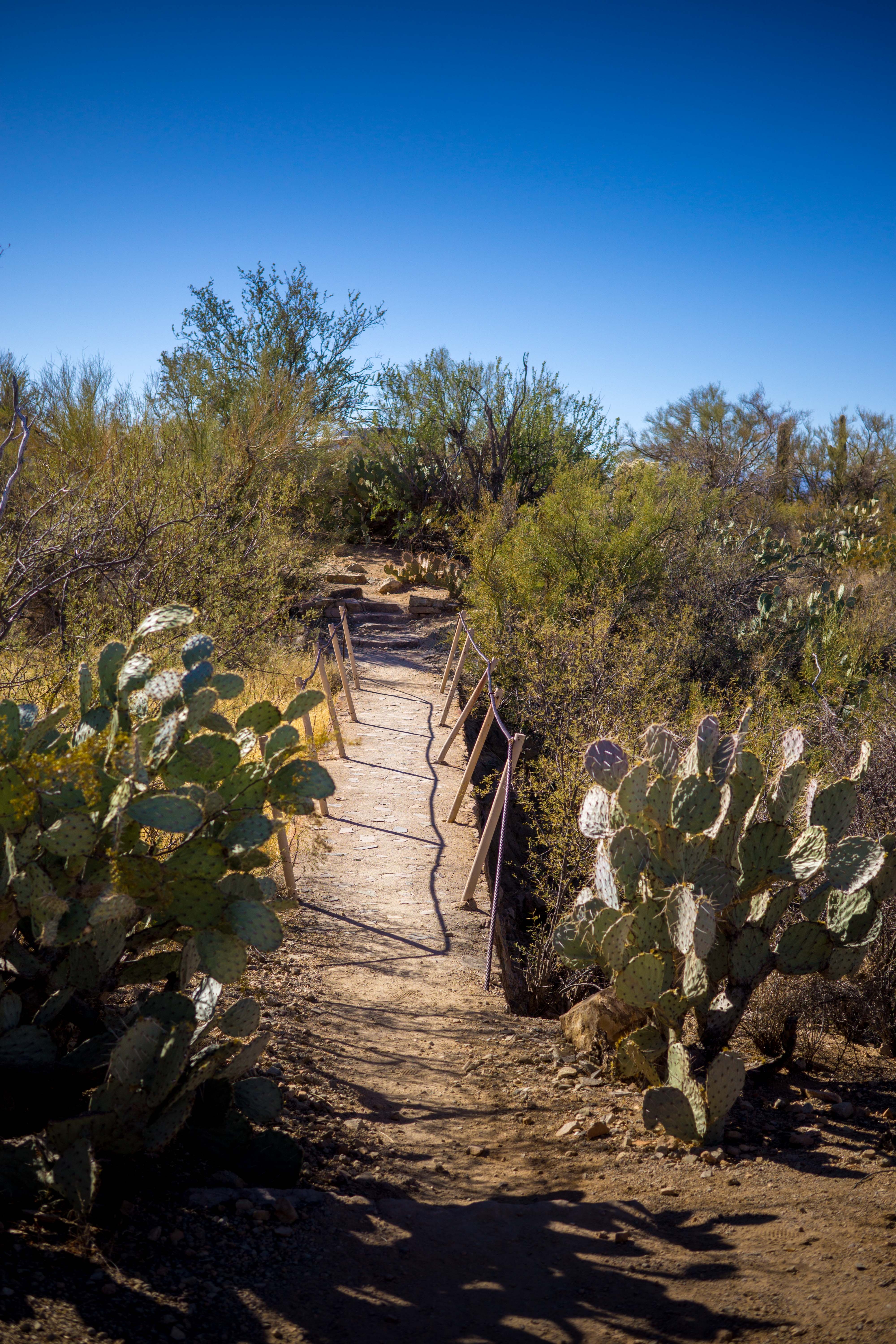 Bridge on trail to Signal Hill Petroglyphs in Saguaro National Park
