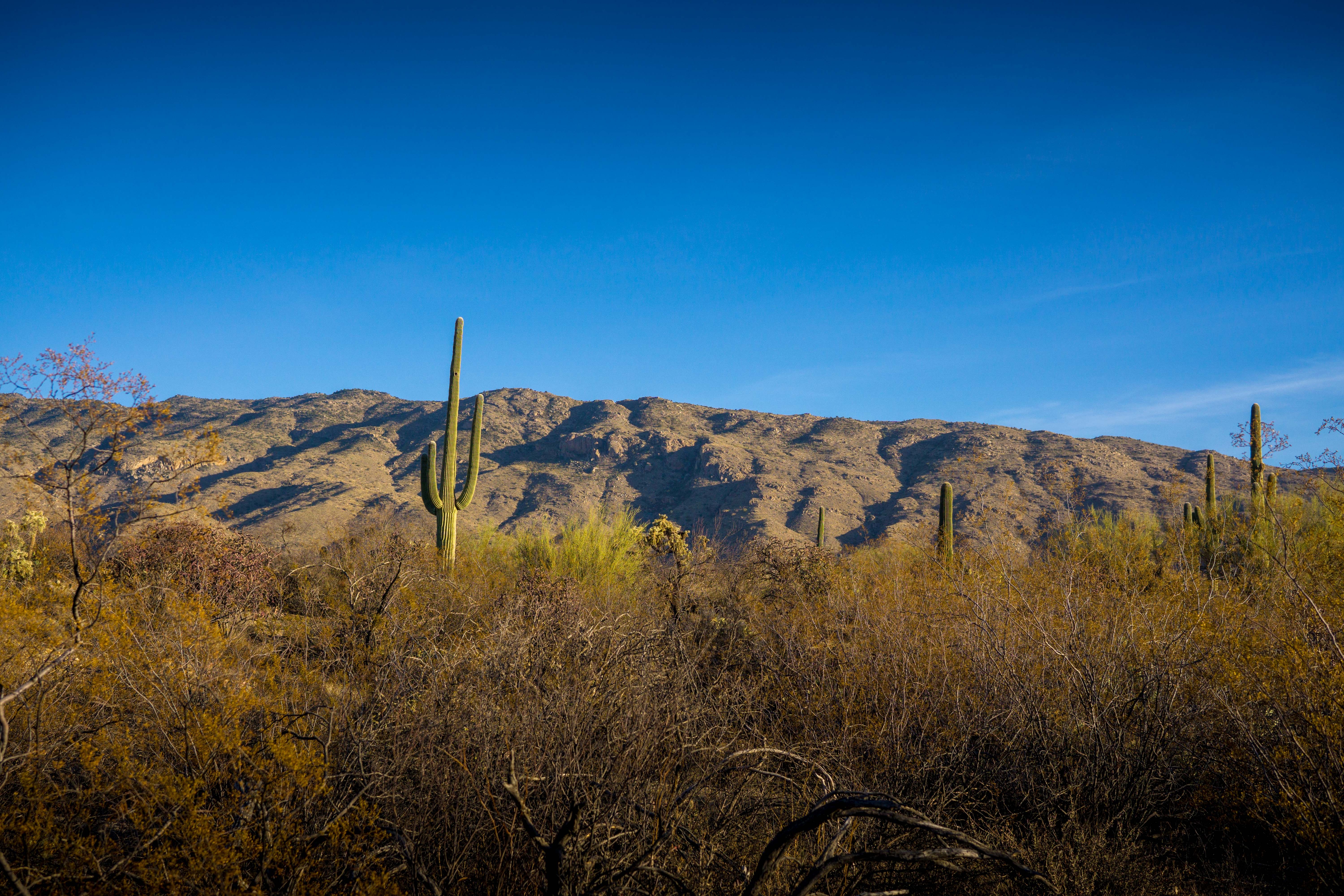 View from the Cactus Forest Loop drive in Saguaro National Park