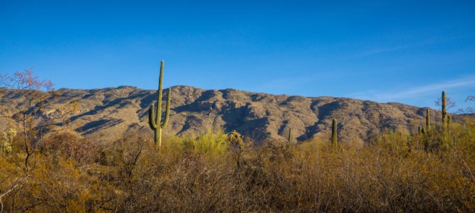 Driving the Cactus Forest Loop in Saguaro National Park